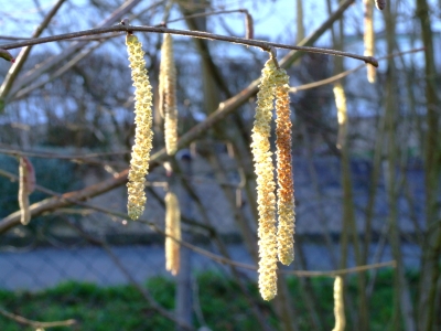 Weidekätzchen