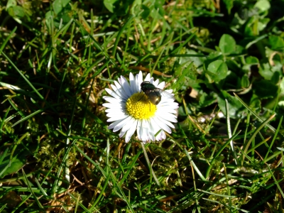 Gänseblümchen mit Fliege