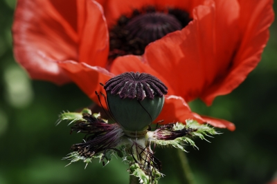 Mohn