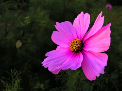 Eine lila Unkraut-Blüte
