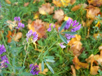 Lila Blümchen im Herbst