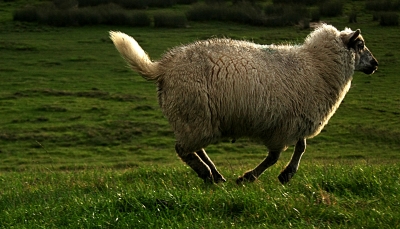 Hüpfendes Schaf