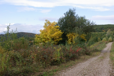 Herbst in der Stadt 2