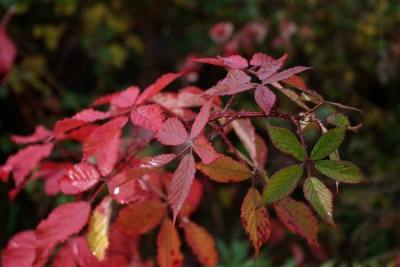 Herbst in der Stadt 4