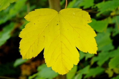 Herbst in der Stadt 5