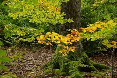 Herbst in der Stadt 6