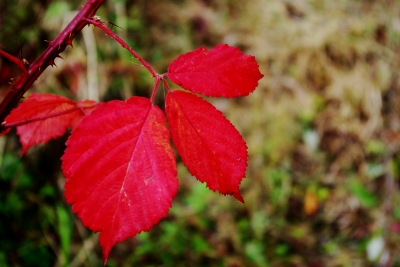 Herbst in der Stadt 7