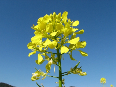 Rapsblüte am Feldrand