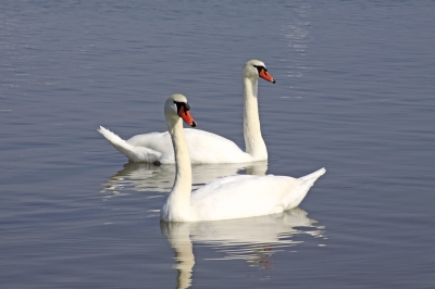 Schwäneriche im Neusiedler See