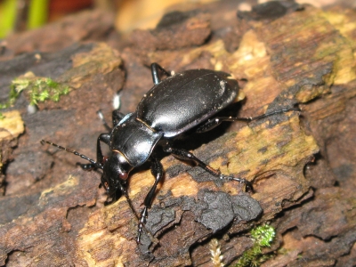 Der schwarze Käfer