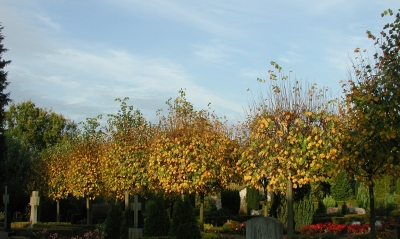 Herbstbäume