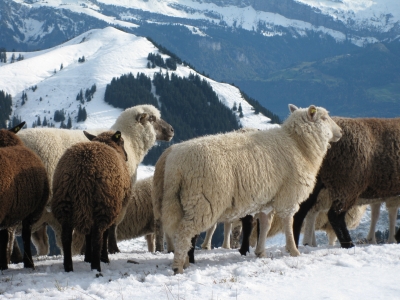 Schafe auf der Rigi