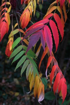 Essigbaum in allen Farben