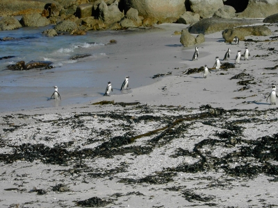 African Penguin Beach1