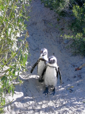 African Penguin Beach2