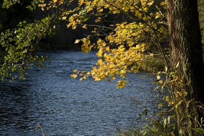 Herbst am Wasser