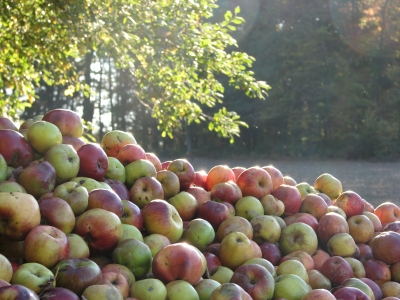 Herbst mit Äpfeln 2