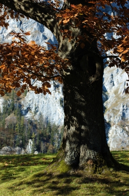 Der alte Baum