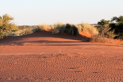 In der Kalahari kurz vor Sonnenuntergang