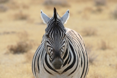 Zebraporträt