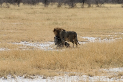 Löwe schleppt ein frisch erbeutetes Zebra weg