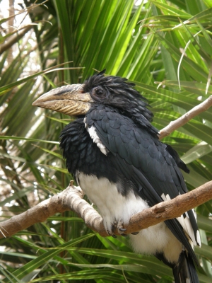 Schreihornvogel