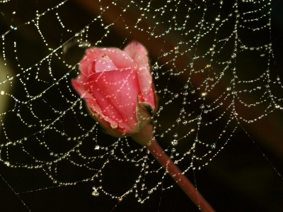 Spinnennetz mit Tautropfen und Rose