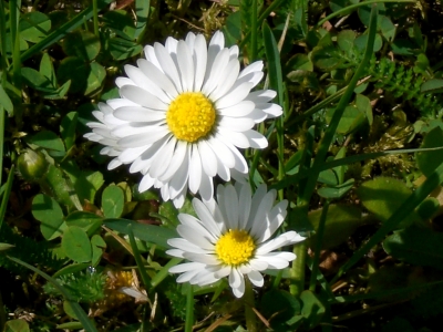 Gänseblümchen im Grün