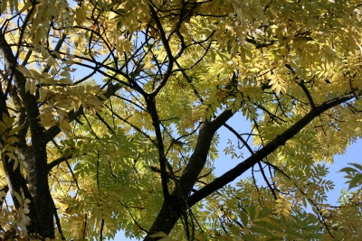 Blätterdach