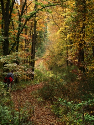 Abstieg im Herbstwald