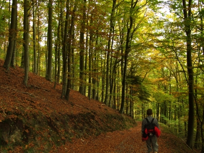 Herbstwald-Wanderer