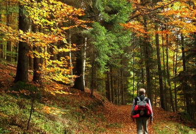 Wanderer im Herbstwald
