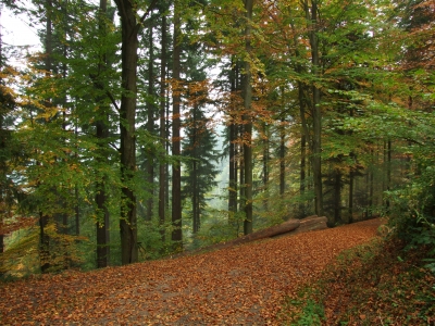 Herbstlicher Waldweg_1