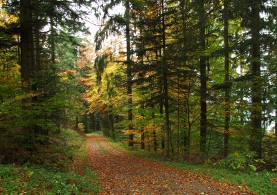 Herbstlicher Waldweg_2