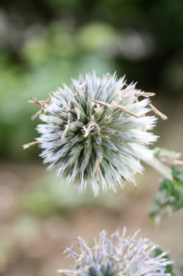 distel