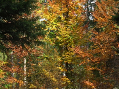 Wenn der Schwarzwald bunt wird