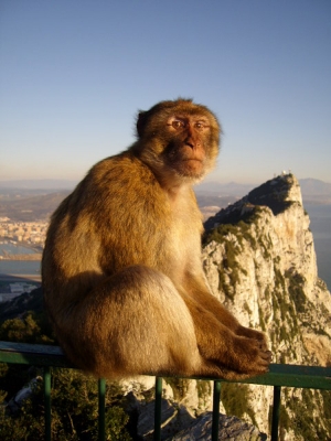 Auf dem Affenfelsen von Gibraltar
