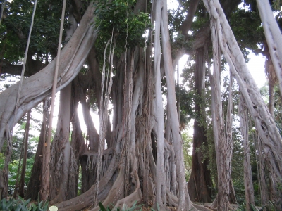 Tropischer Baum