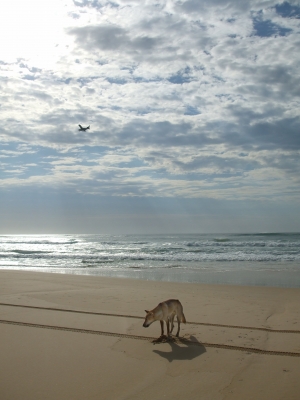 Dingo auf Fraser Island