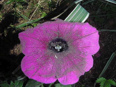 Petunia Surfinia Blüte