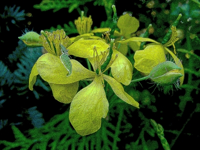 Zypressenwolfsmilch, Euphorbia cyparissias
