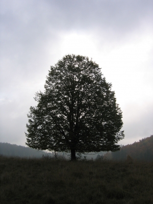 Die Nebel weichen