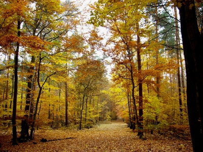 Waldspaziergang im Herbst