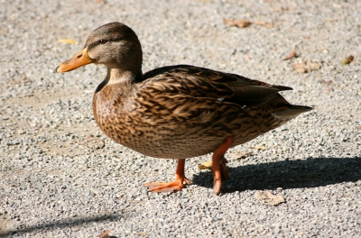 kleine Schönheit