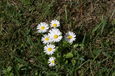 Blümchen im Gras