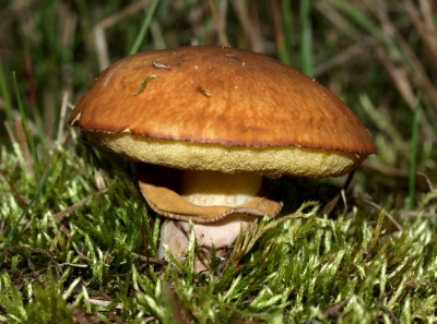 Steinpilz