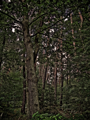 Wald unter Bäumem