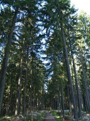 Mitten im Wald