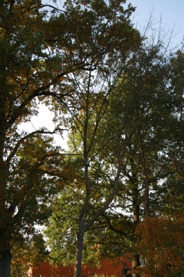 Baum in Herbstsonne
