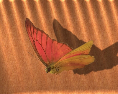 Schmetterling im Rampenlicht